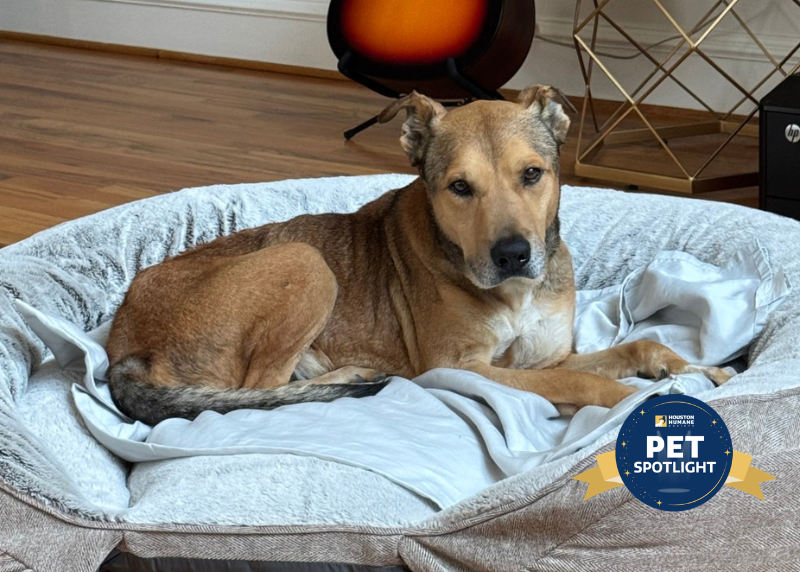 Houston Humane Society | Pablo