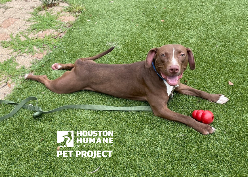 Houston Humane Society | Paprika