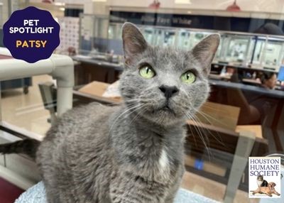 Houston Humane Society | Patsy