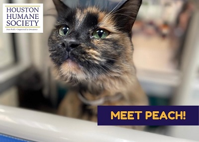 Houston Humane Society | Princess Peach