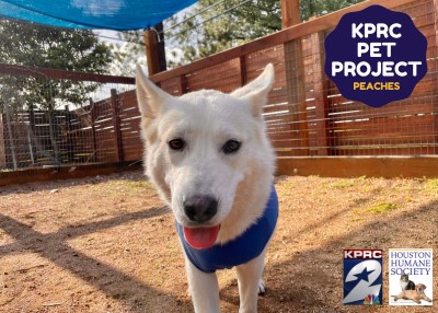 Houston Humane Society | Peaches