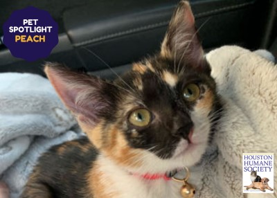 Houston Humane Society | Peach