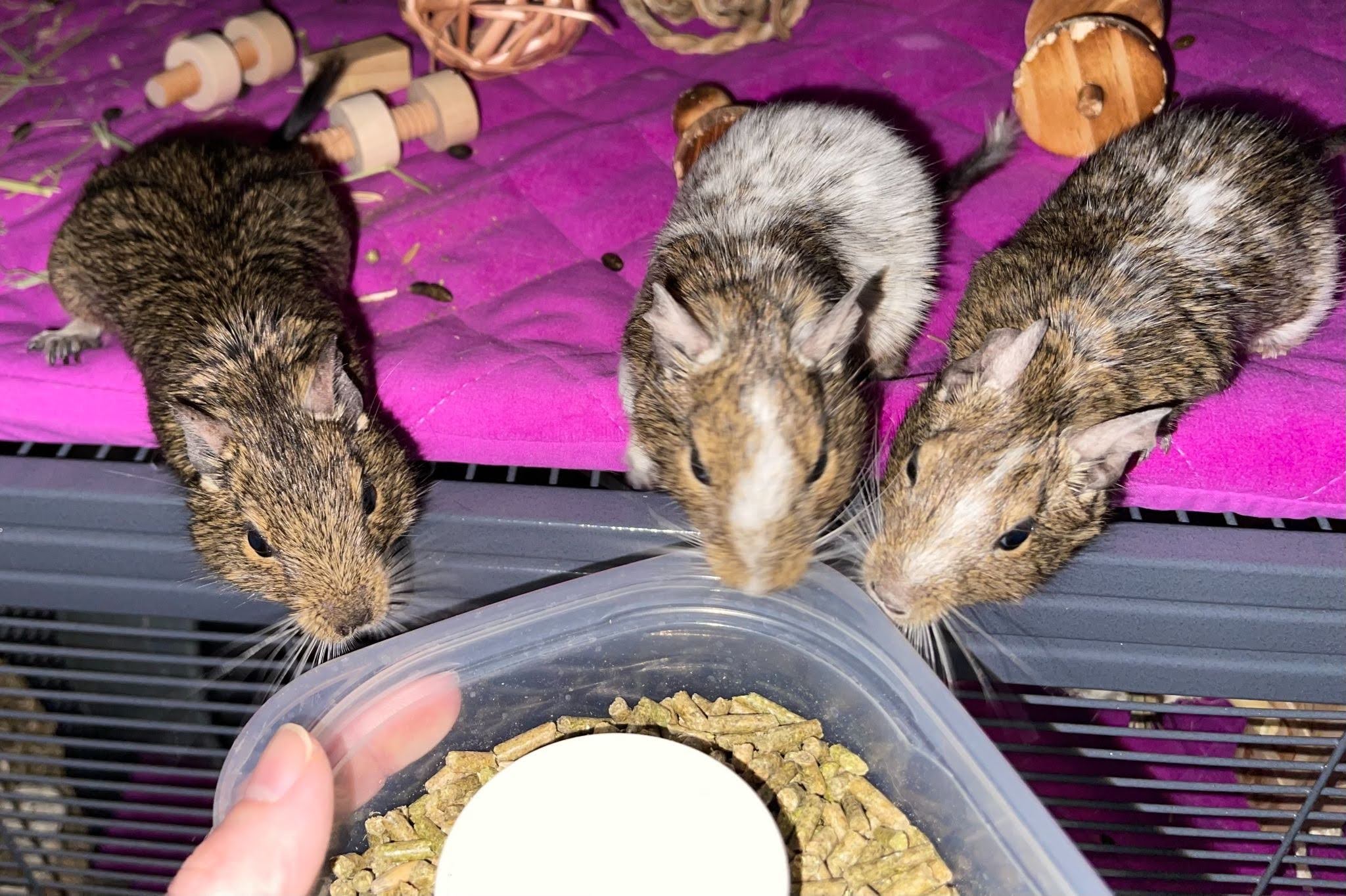 peanut-and-pumpkin-happy-tail-1