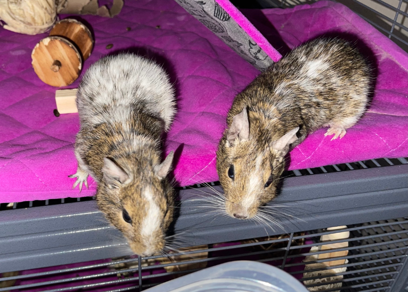Houston Humane Society | Peanut and Pumpkin’s Happy Tail