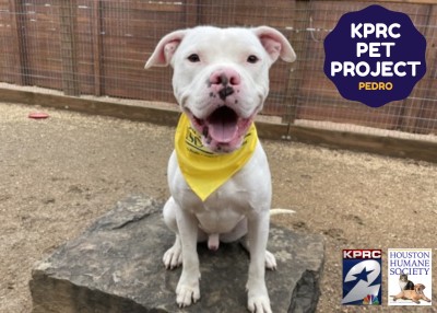 Houston Humane Society | Pedro