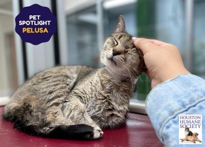 Houston Humane Society | Pelusa