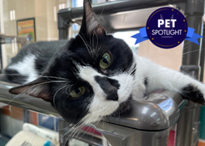 Houston Humane Society | Penelope