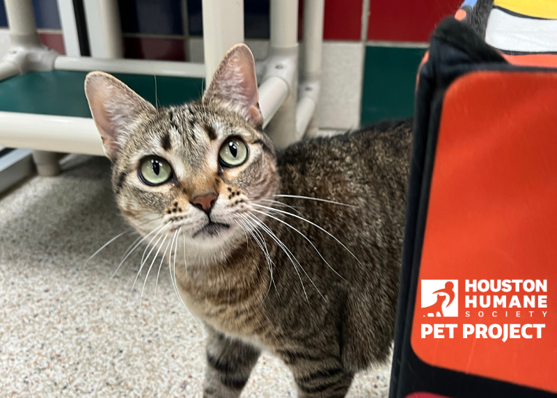 Houston Humane Society | Penny
