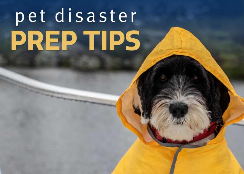 Houston Humane Society | Pet Disaster Preparedness Tips, Checklist, and Resources