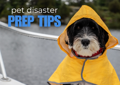 Houston Humane Society | Pet Disaster Preparedness Tips, Checklist, and Resources