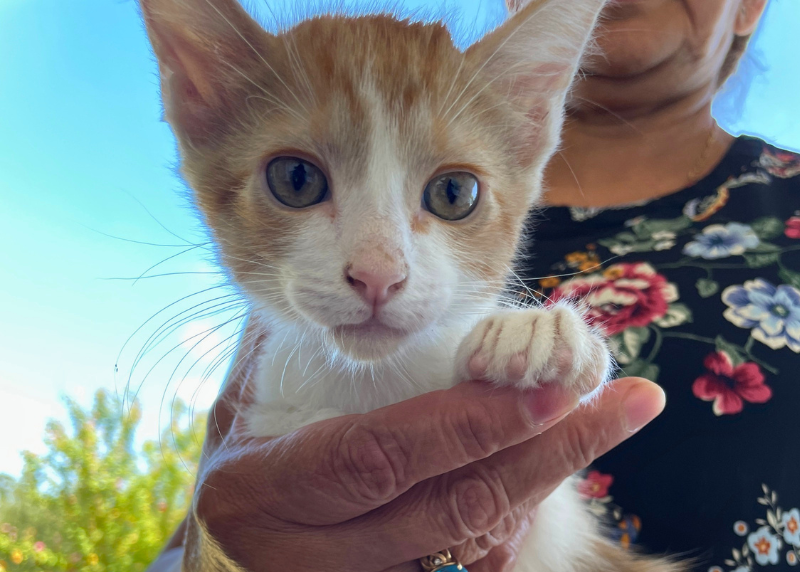 Houston Humane Society | With Pet Food Costs Rising, Houston Humane Society Calls for Community Support