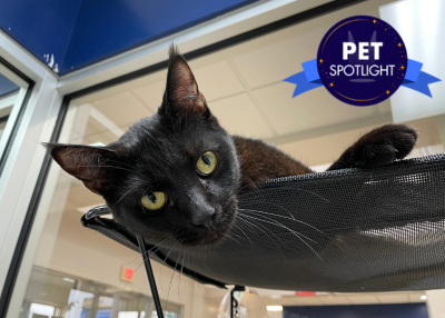 Houston Humane Society | Hobbes