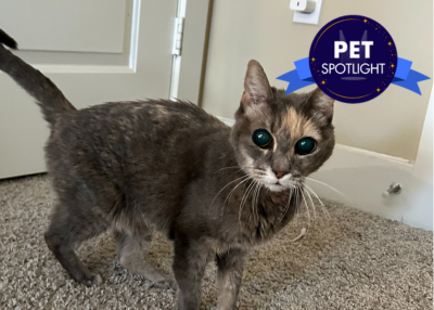 Houston Humane Society | Sparkle, the Blind Beauty