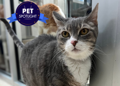 Houston Humane Society | Peter