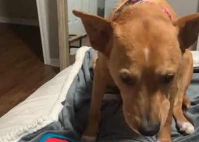 Houston Humane Society | Happy Tail Petunia