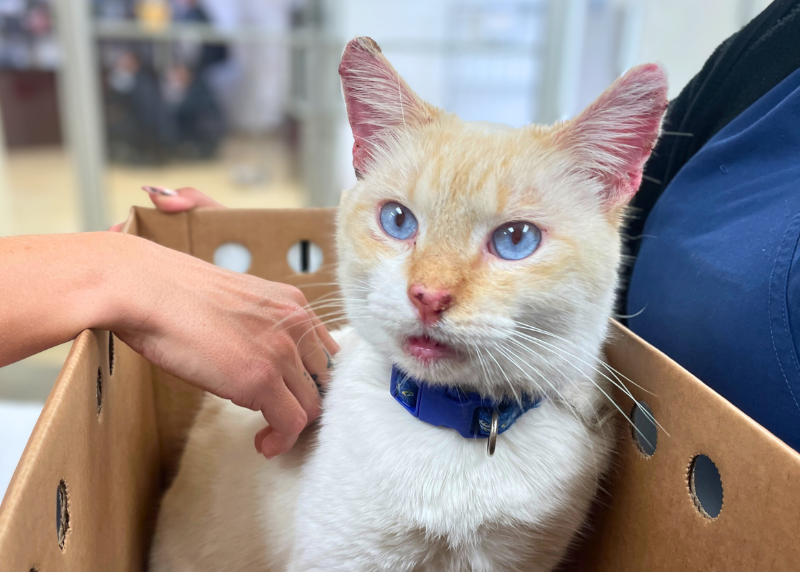 Houston Humane Society | Charlie’s Journey from Stray Cat to Family Pet