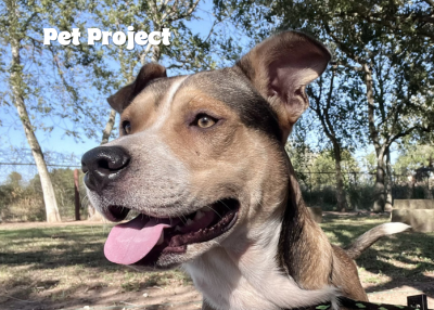 Houston Humane Society | Phillip