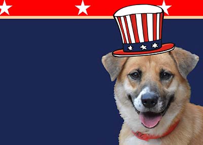 Houston Humane Society | Memorial Day Weekend Safety Tips