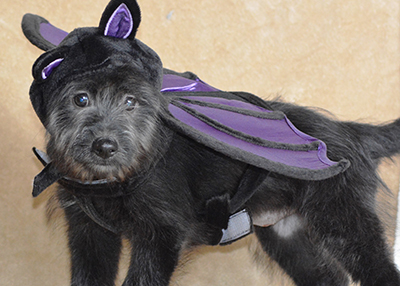 Houston Humane Society | Halloween Safety Tips