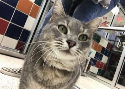Houston Humane Society | HHS Placement Rate Reaches All Time High