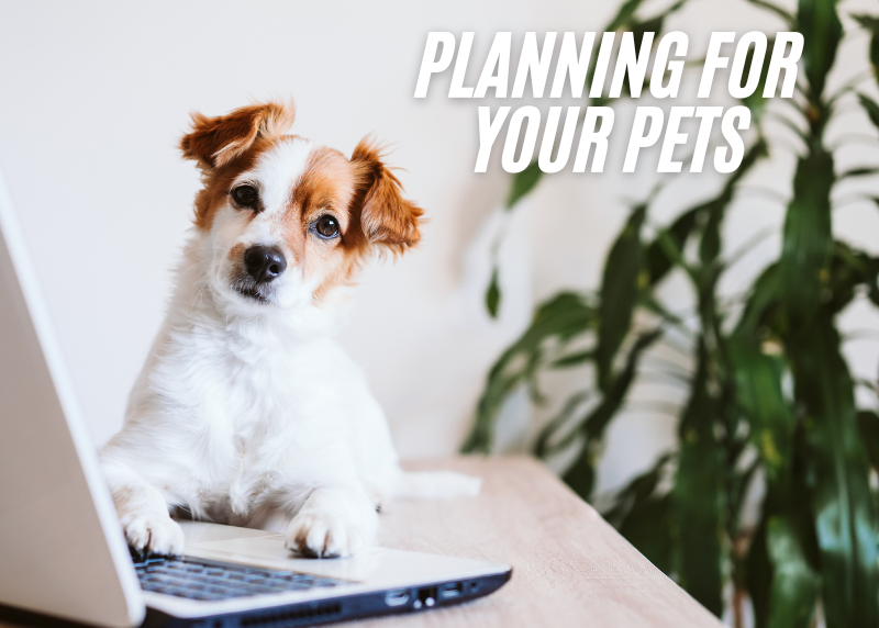 Houston Humane Society | Planning for Your Pets