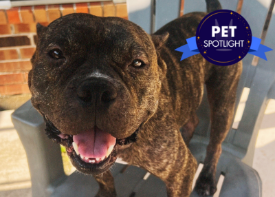Houston Humane Society | Pogo