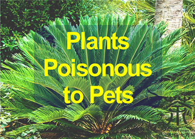 Poisonous Plants for Dogs: A Full List