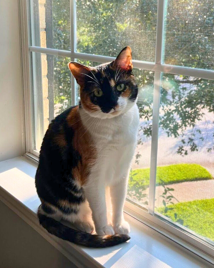 poppy-happy-tail-edited