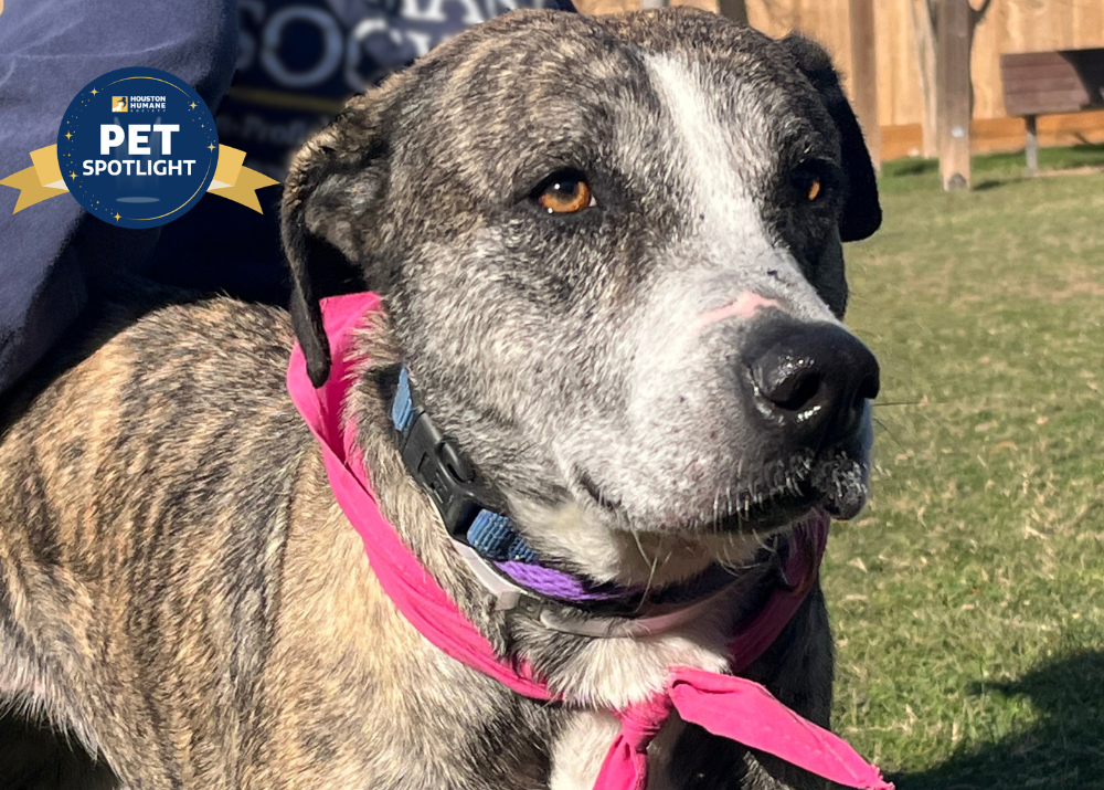 Houston Humane Society | Poppy
