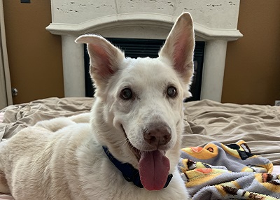 Houston Humane Society | Happy Tail Porter
