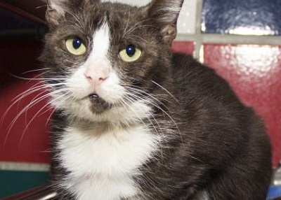 Houston Humane Society | Abby