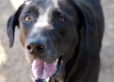 Houston Humane Society | Ace