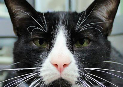 Houston Humane Society | Ace