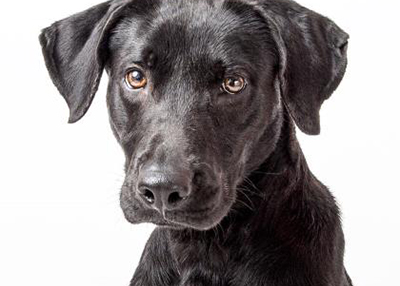 Houston Humane Society | Adel