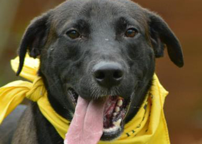 Houston Humane Society | Ajax