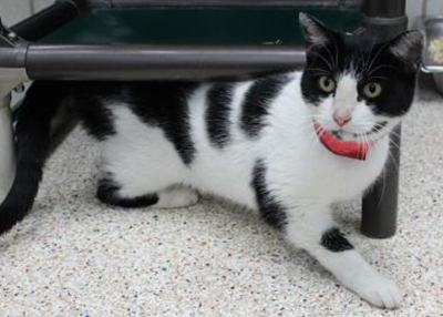 Houston Humane Society | Alicia