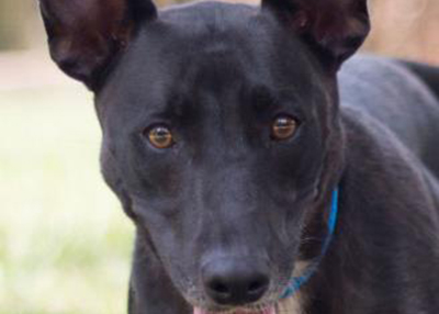 Houston Humane Society | Aliesha