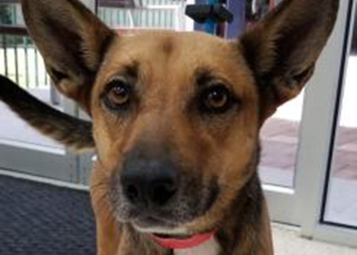 Houston Humane Society | Aliyah