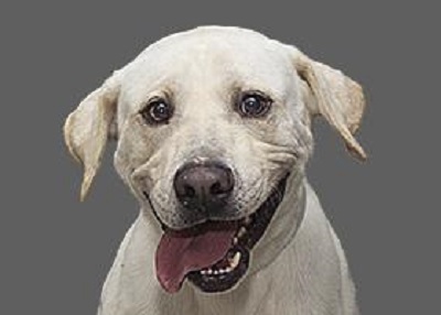 Houston Humane Society | Almighty