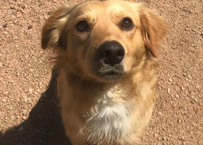 Houston Humane Society | Almond