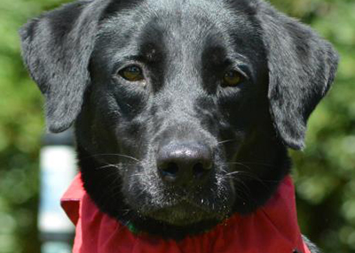 Houston Humane Society | Amber