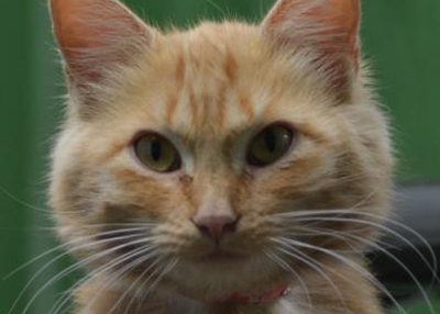 Houston Humane Society | Amber