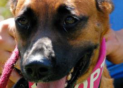 Houston Humane Society | Amy