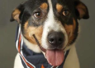 Houston Humane Society | Andrew