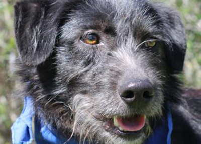 Houston Humane Society | Andrew