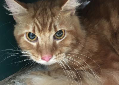 Houston Humane Society | Andy