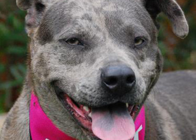 Houston Humane Society | Angelic