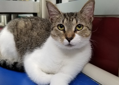 Houston Humane Society | Angelina