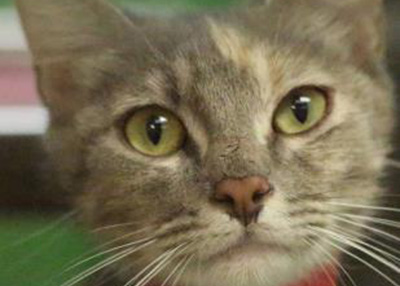 Houston Humane Society | Anna