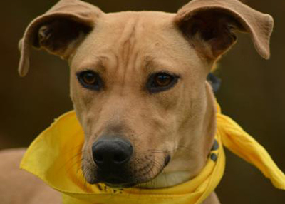 Houston Humane Society | Annie